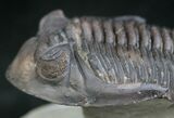 Large, Amazingly Detailed Hollardops Trilobite - #7755-3